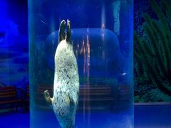-海合安武汉极地海洋公园