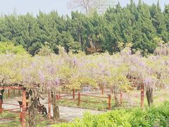 -嘉定紫藤园