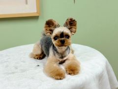 -鑫艺宠物美容培训学校