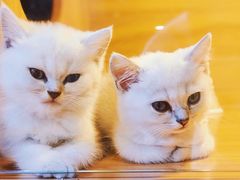 -猫十亿·布偶金渐层·曼基康矮脚猫舍(青年路店)