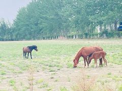 -野鸭湖国家湿地公园