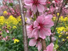 -南汇桃花村