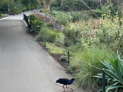 -墨尔本皇家植物园