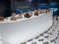 -贝壳梦幻世界