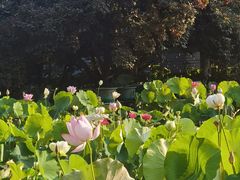 -莲花池公园