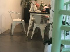 -有猫主题·治愈系猫咖(曾厝垵店)