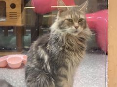 -囡的喵喵酱·萌宠生活馆·宠物洗护美容(胶州路店)