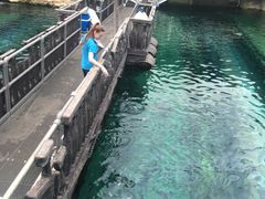 -悉尼海洋生物水族馆