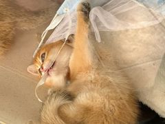-糯米喵星人总部直营旗舰店·猫舍·幼猫出售