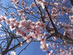 -桃花堤公园