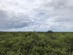 -北海金海湾红树林生态旅游区