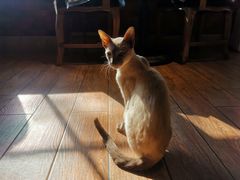 -more than meow吴止猫主题餐厅(承德 中船汇店)