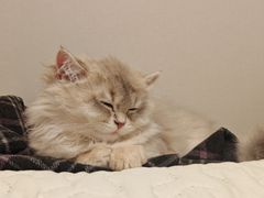 -欣宠猫屋·矮脚拿破仑·蓝金金渐层