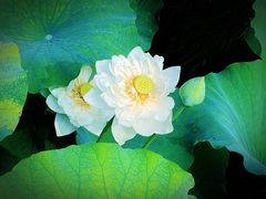 -莲池书院博物馆