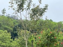 -东莞植物园