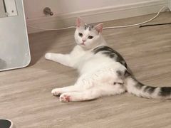 -Bastet sally猫舍购宠(静安店)