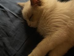 -猫大福·Fortune Cat猫舍(百子湾店)