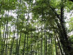 -洪湖悦兮半岛国际温泉度假村