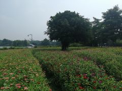 -海珠湖公园