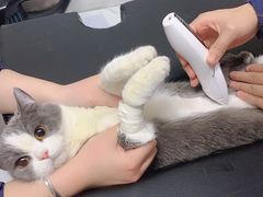 -伟伟宠物医院·CT影像中心·瑞派犬猫综合性门诊(汉口总院)