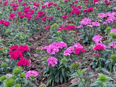 -广州莲花山旅游区