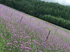 -三块石国家森林公园