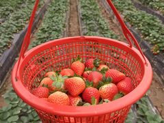 -南宁良凤江国家森林公园