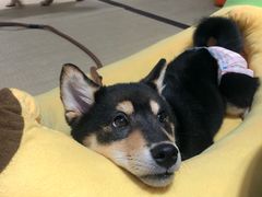 -逗柴咖啡屋·狗咖猫咖宠物桌游