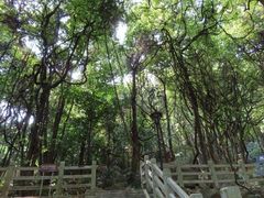 -天鹿湖森林公园