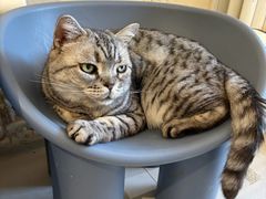 -平行世界·猫咖(首经贸店)