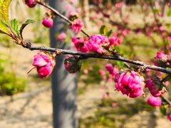 -大兴滨河森林公园