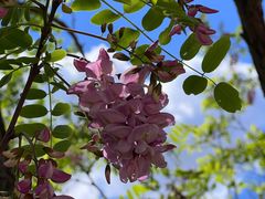 -北京鹫峰国家森林公园