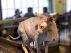 -more than meow吴止猫主题餐厅(承德 中船汇店)