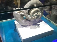 -青岛贝壳博物馆