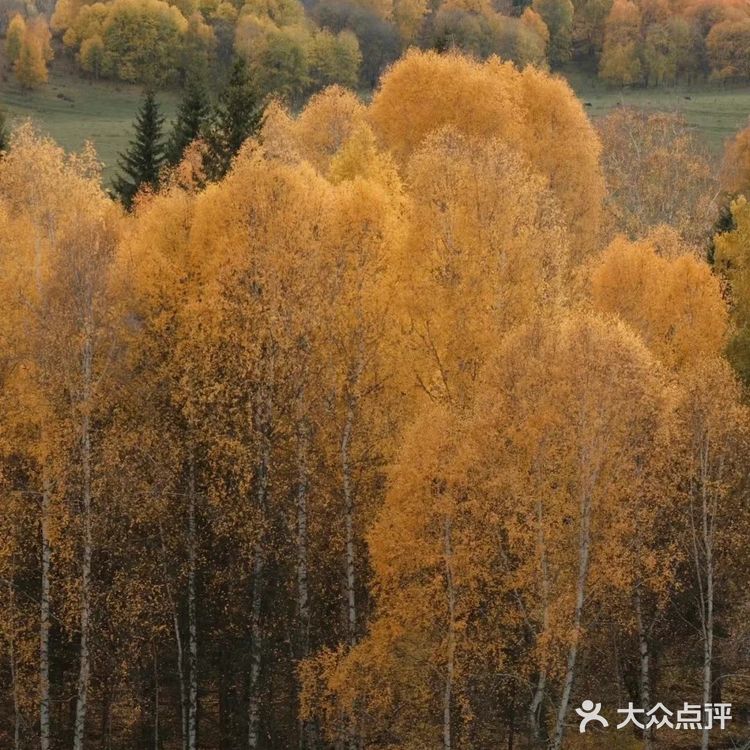 北疆喀纳斯绝美赏秋地！人间仙境禾木村