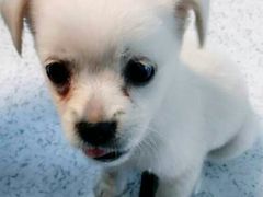 -康旭宠物医院(郑州总院)