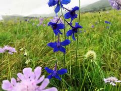 -白草畔自然风景区