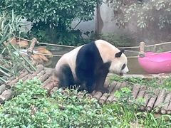 -黔灵山公园