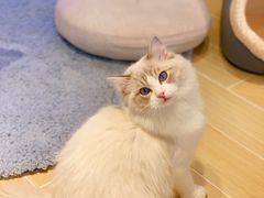 -momokira米努特·德文卷毛猫·棉花面纱犬