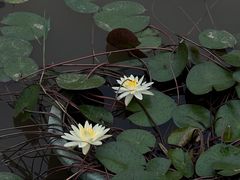 -花博汇(知音花月夜)