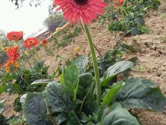 -松山湖梦幻百花洲