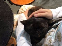 -more than meow吴止猫主题餐厅(承德 中船汇店)