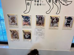 -有喵·猫咖·狗咖·30几只猫10只小狗(岗厦店)