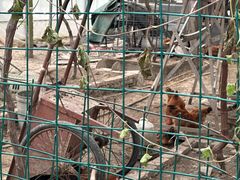 -马陆小张葡萄园农家乐