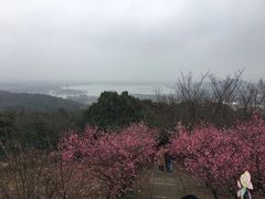 -香雪海