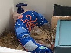 -PETKIT小佩宠物·低压洗护(国顺东路店)