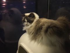 -吉丁鸟咖·异宠·寄养