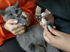 -lincat·猫舍(广州店)