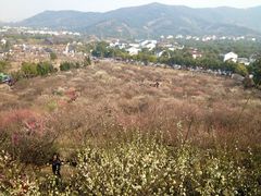iphone_upload_pic-香雪海