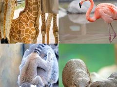 -灵玲国际马戏城